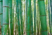bamboo-grove-kyoto