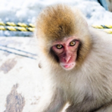 japanese-snow-monkey