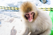 japanese-snow-monkey