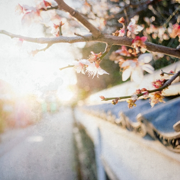 cherry-blossoms-japan
