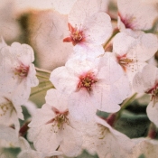 sakura-cherry-blossoms-japan