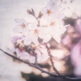 cherry-blossom-bloom-japan