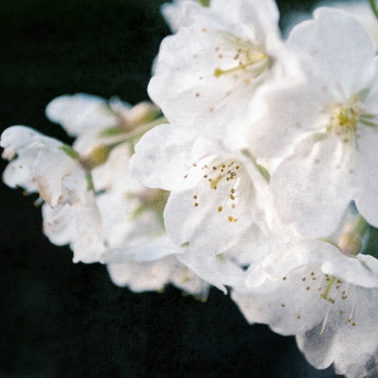cherry_blossoms_japan_sakura_bloom