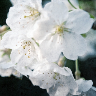 cherry_blossoms_japan_sakura_bloom