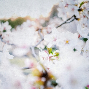 cherry_blossoms_japan
