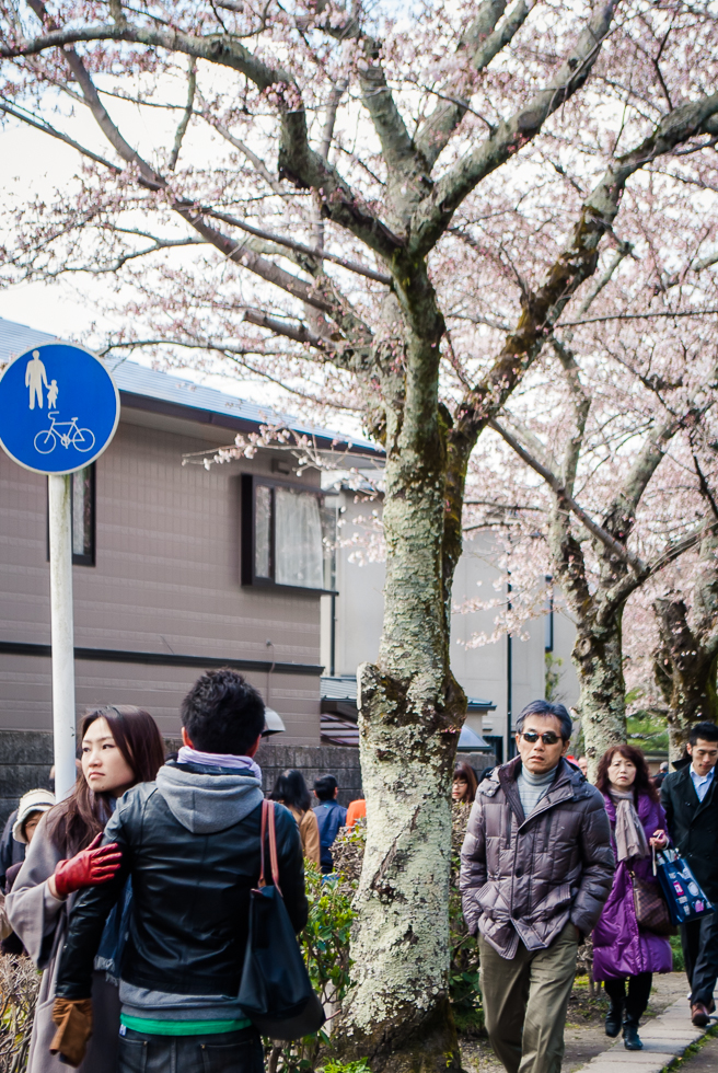 cherry-blossoms-kyoto-japan